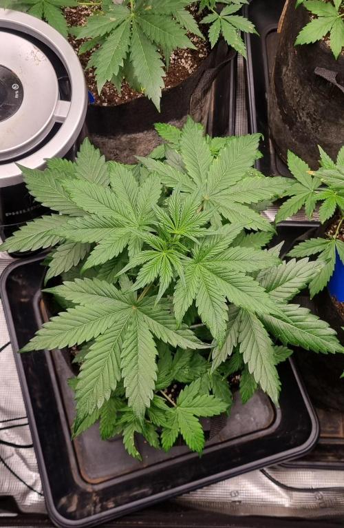 Sensi Seeds Project. Week 4