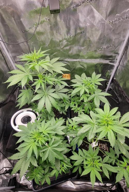 Sensi Seeds Project. Week 4