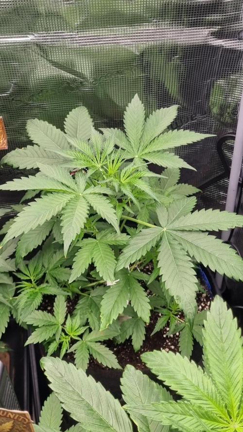 Sensi Seeds Project. Week 4