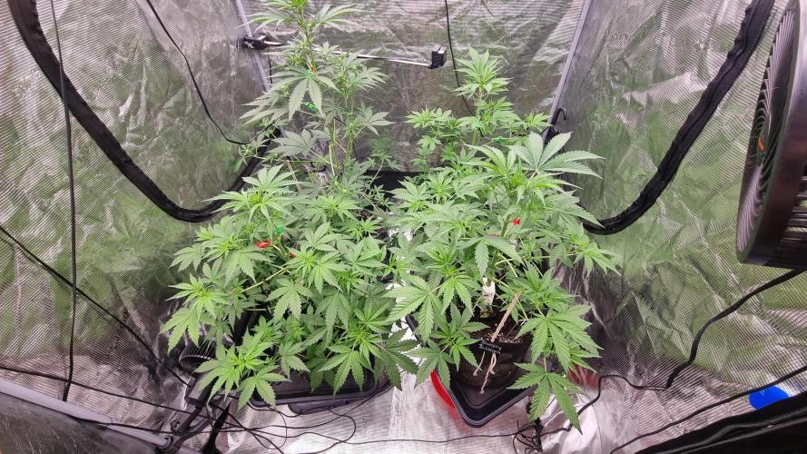 Sensi Seeds Project. Week 5