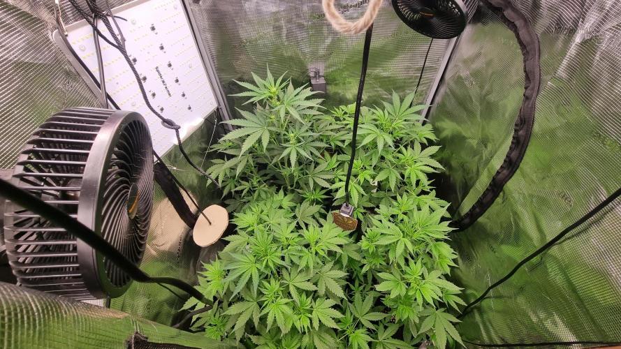 Sensi Seeds Project. Week 5