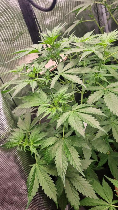 Sensi Seeds Project. Week 5