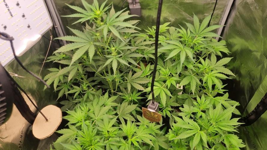Sensi Seeds Project. Week 5