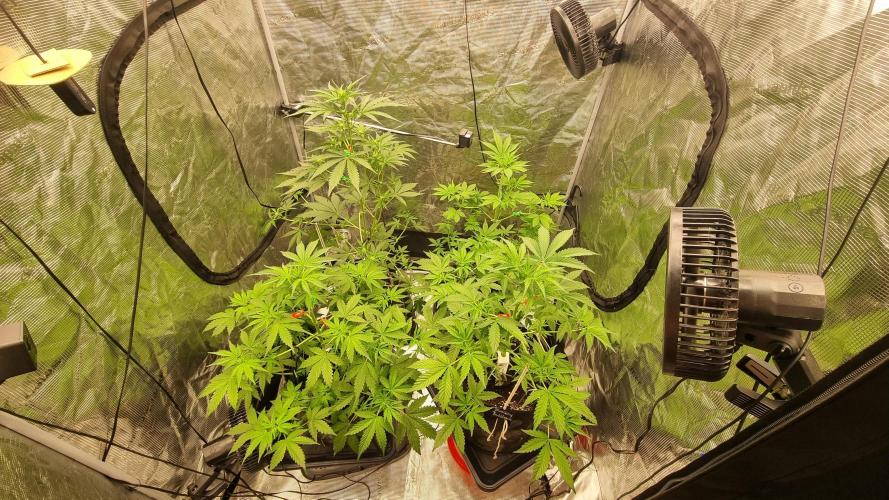 Sensi Seeds Project. Week 5