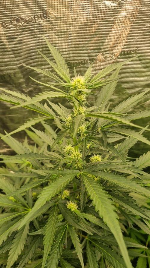 Sensi Seeds Project. Week 6