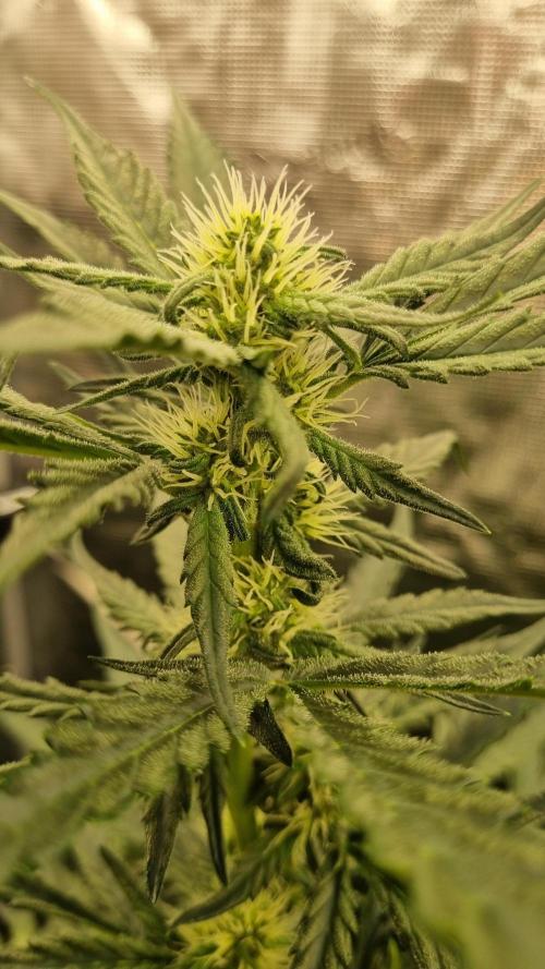 Sensi Seeds Project. Week 6