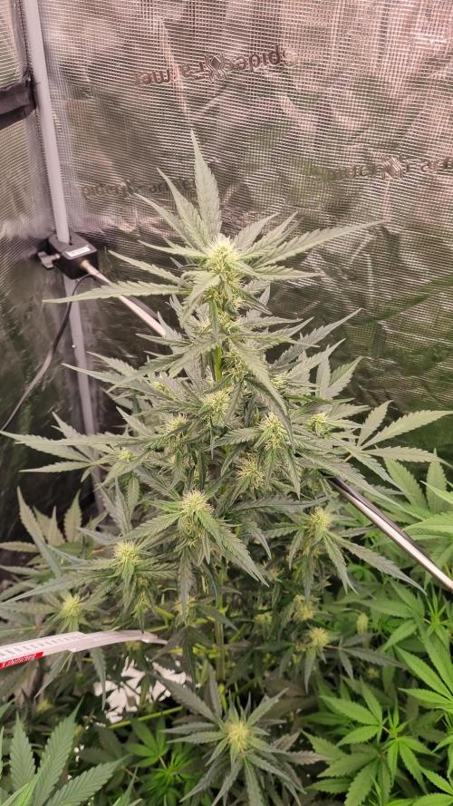 Sensi Seeds Project. Week 6