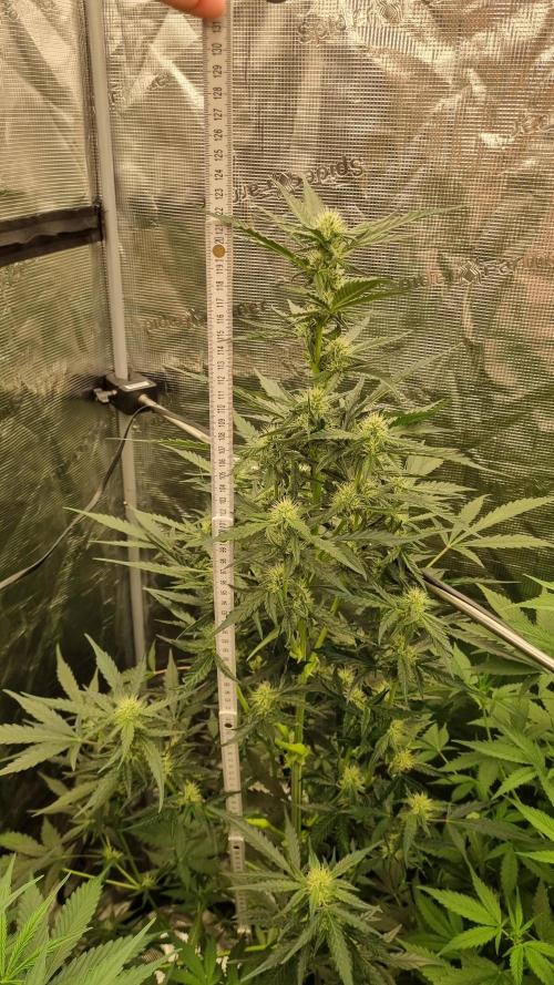 Sensi Seeds Project. Week 6