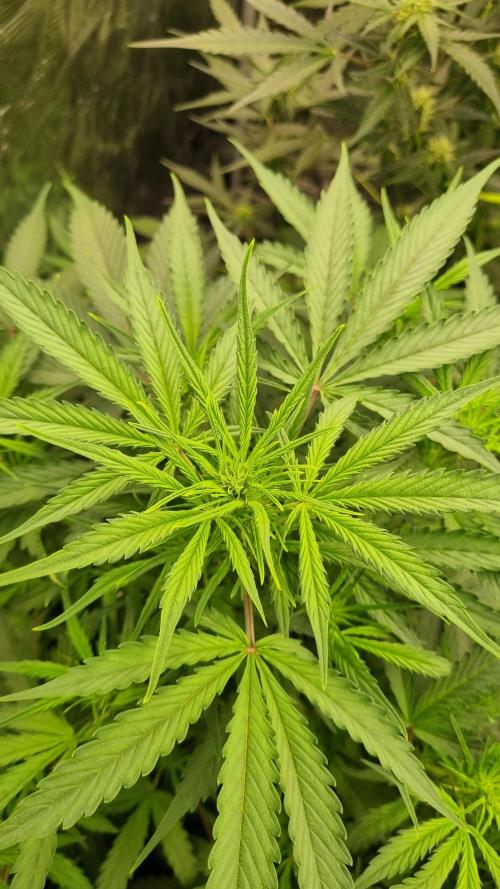 Sensi Seeds Project. Week 6