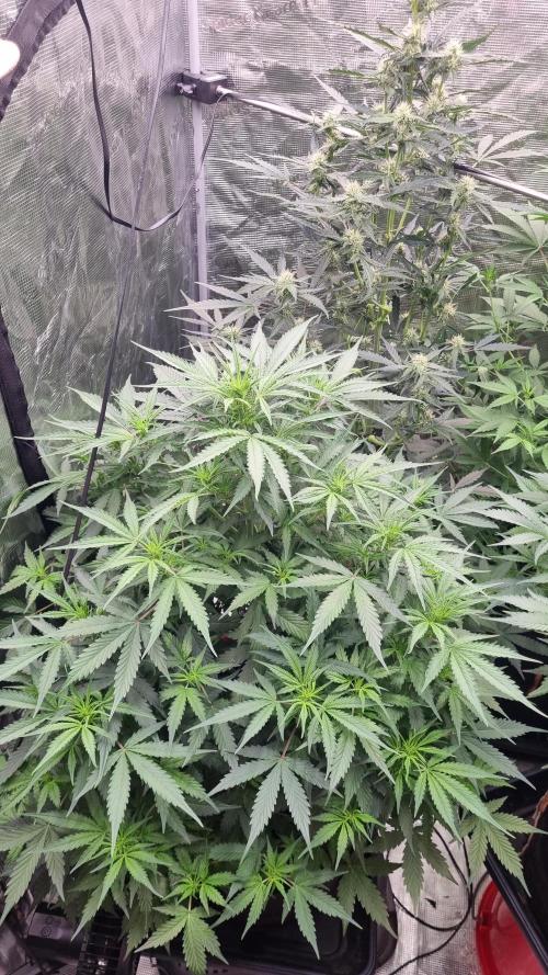 Sensi Seeds Project. Week 6