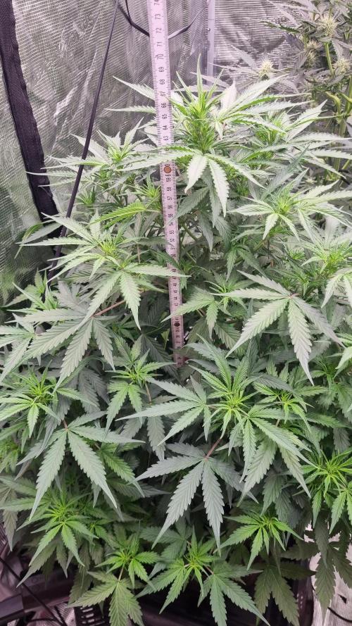 Sensi Seeds Project. Week 6