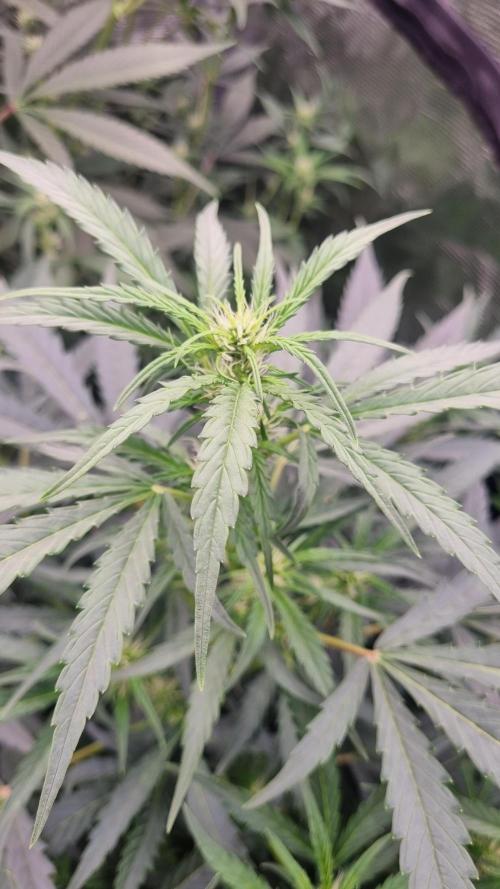 Sensi Seeds Project. Week 7