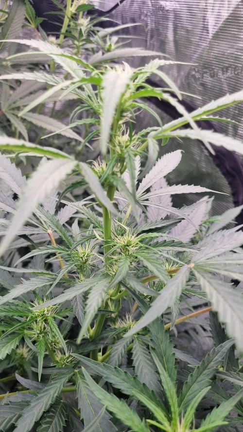 Grow Tent 4x4x6.5. Week 7