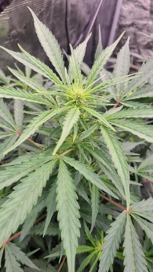 Grow Tent 4x4x6.5. Week 7