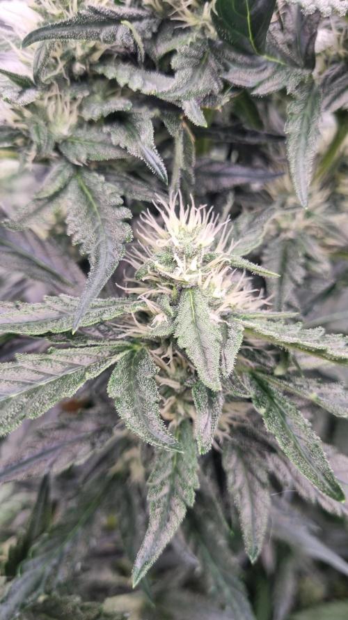 Grow Tent 4x4x6.5. Week 7