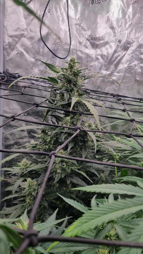 Sensi Seeds Project. Week 8