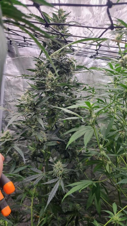 Sensi Seeds Project. Week 8
