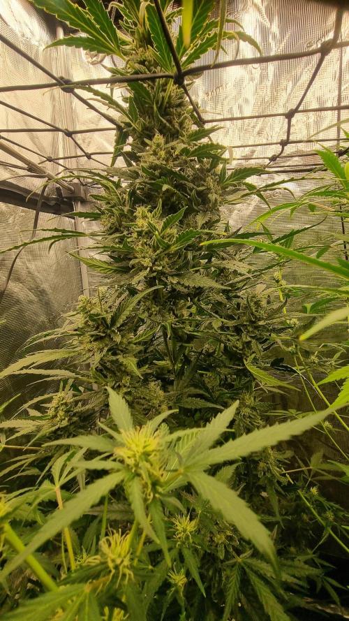 Sensi Seeds Project. Week 8