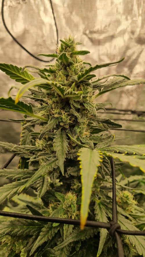 Sensi Seeds Project. Week 8