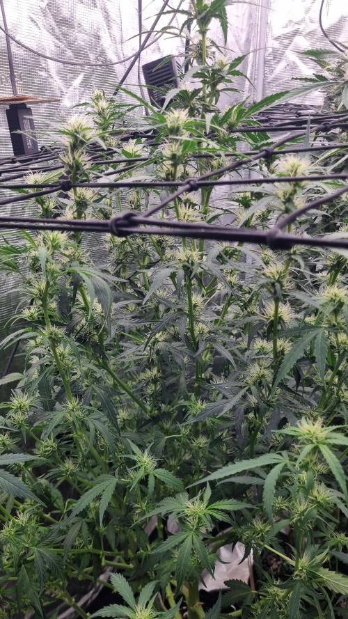 Sensi Seeds Project. Week 8