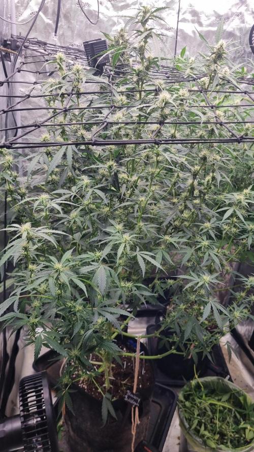 Sensi Seeds Project. Week 8
