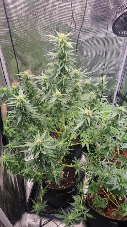 Sensi Seeds Project. Week 8