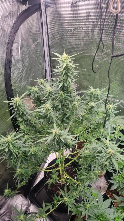 Sensi Seeds Project. Week 8