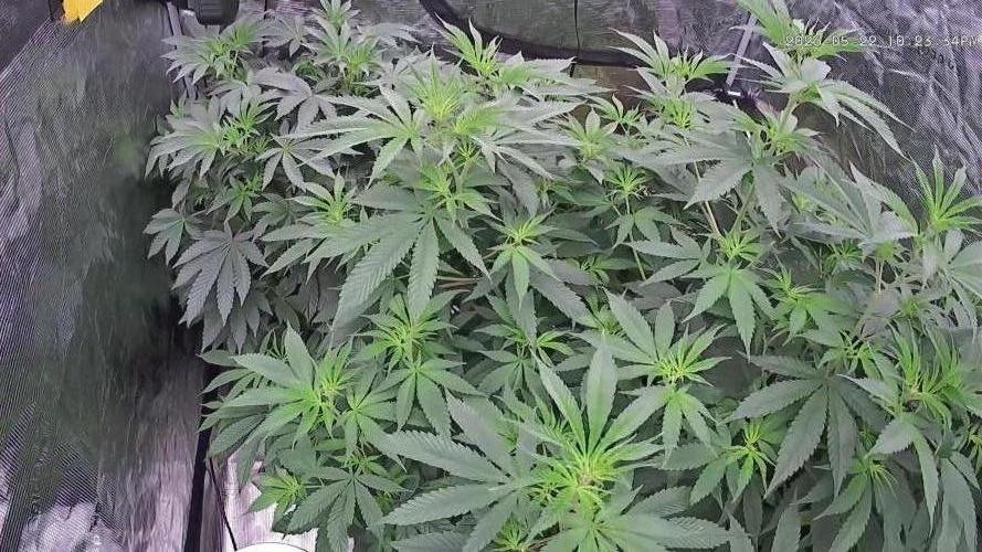 Seed Supplier Project. Week 10