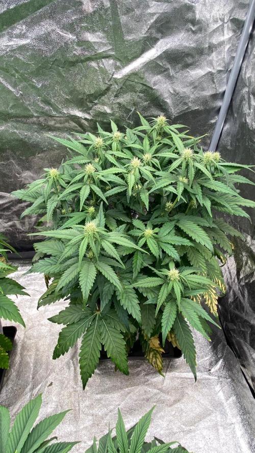 Acai mintz. Week 2