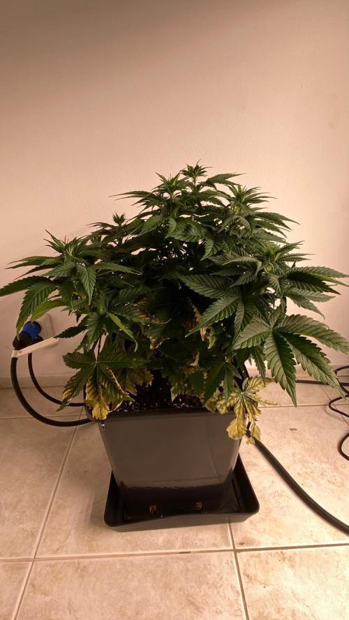 Acai mintz. Week 2