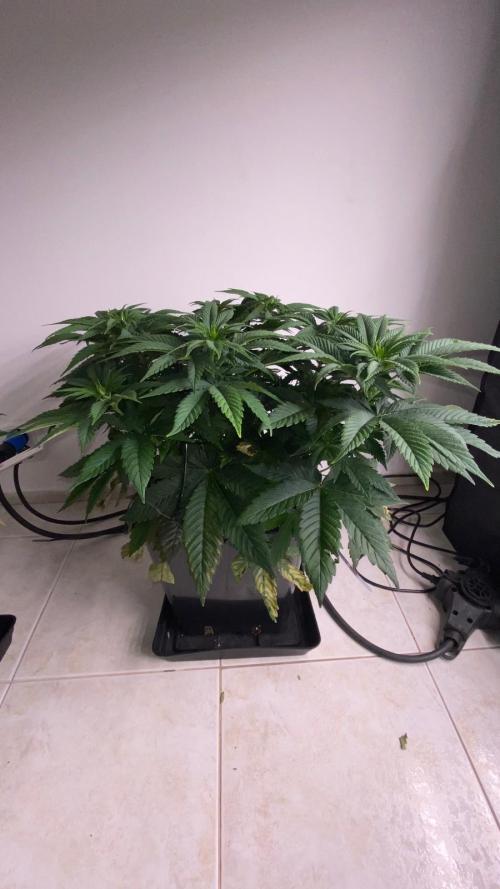 Acai mintz. Week 2