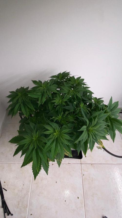 Acai mintz. Week 2