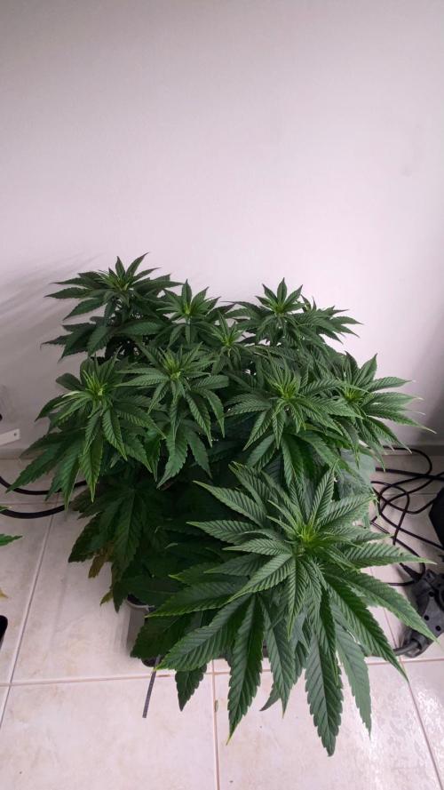 Acai mintz. Week 2