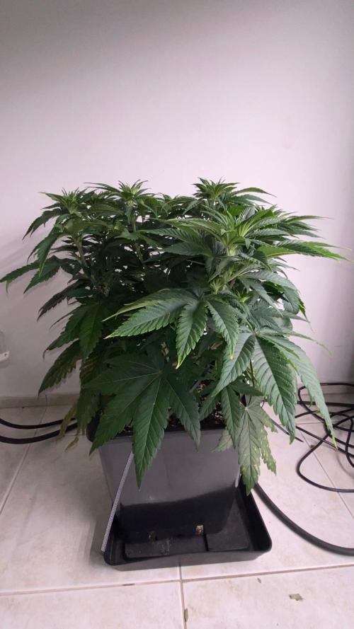 Acai mintz. Week 2
