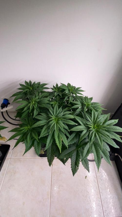 Acai mintz. Week 2