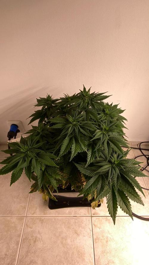 Acai mintz. Week 2