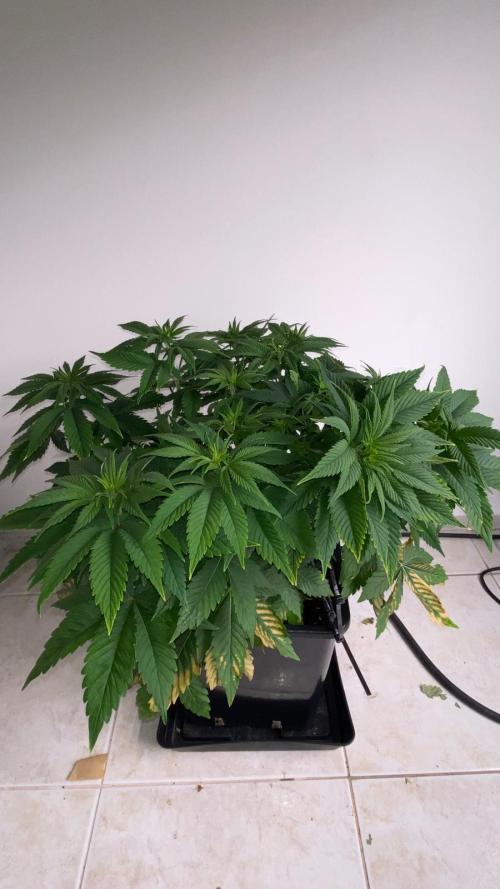 Acai mintz. Week 2