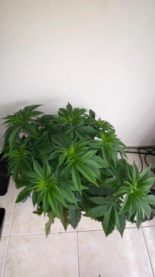 Acai mintz. Week 1