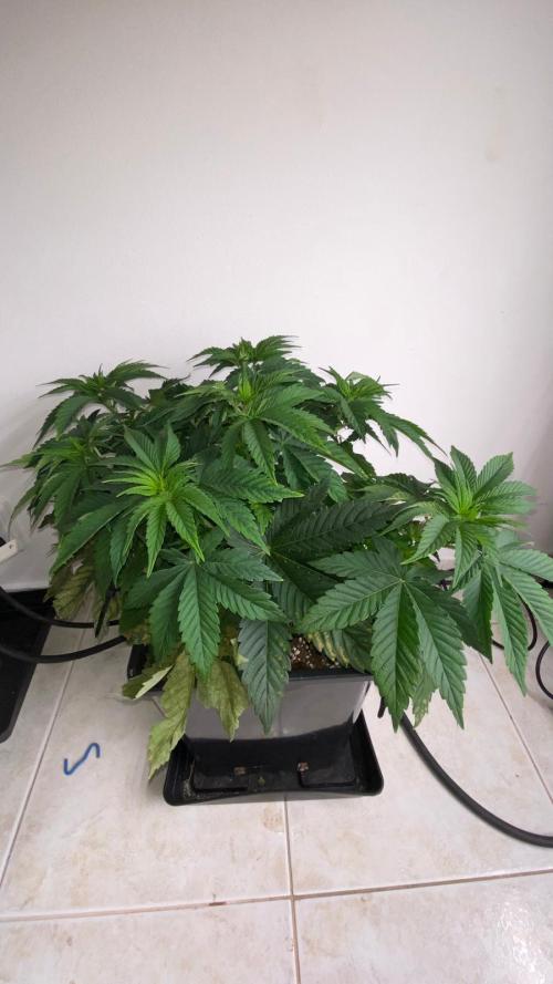 Acai mintz. Week 1