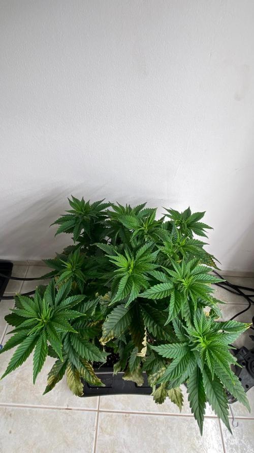 Acai mintz. Week 1