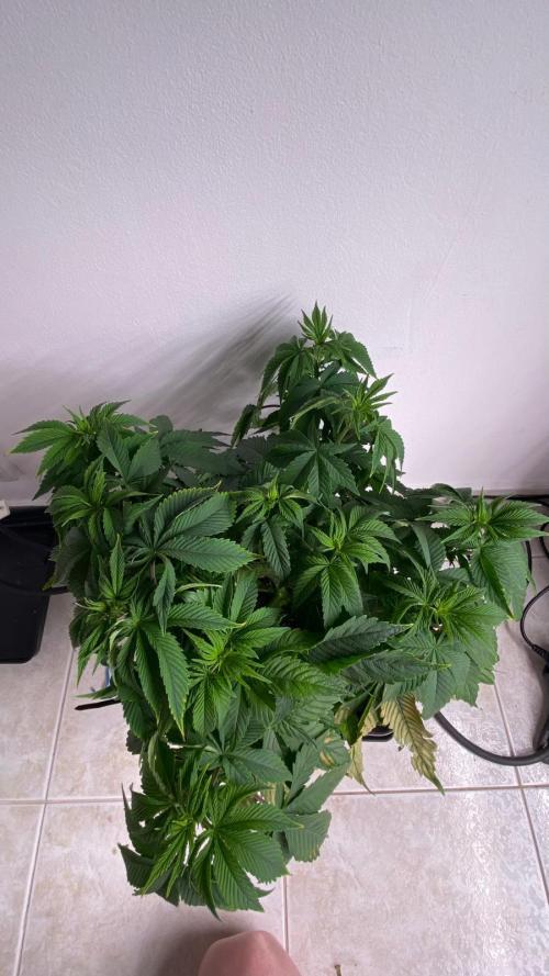 Acai mintz. Week 1
