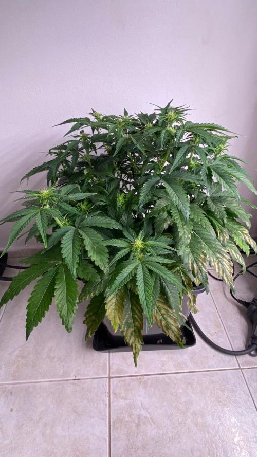 Acai mintz. Week 1