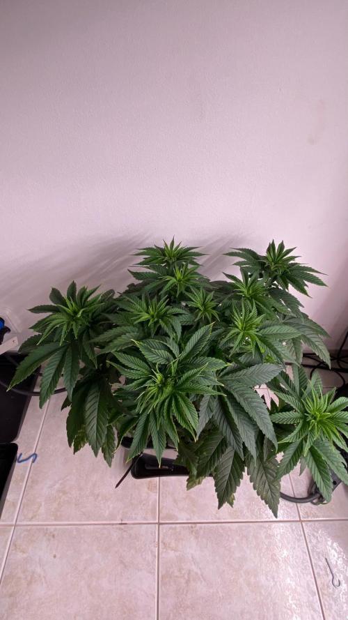 Acai mintz. Week 1