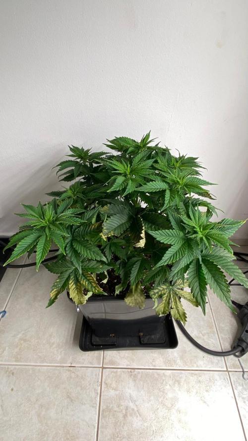 Acai mintz. Week 1