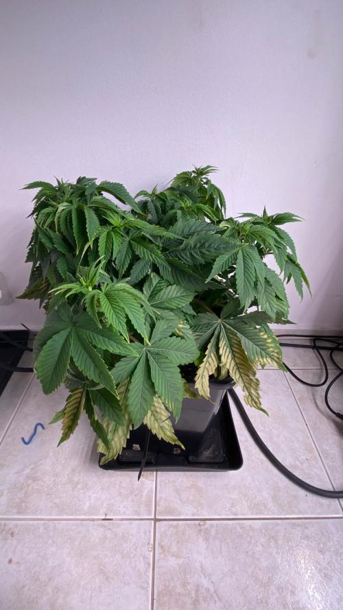 Acai mintz. Week 1