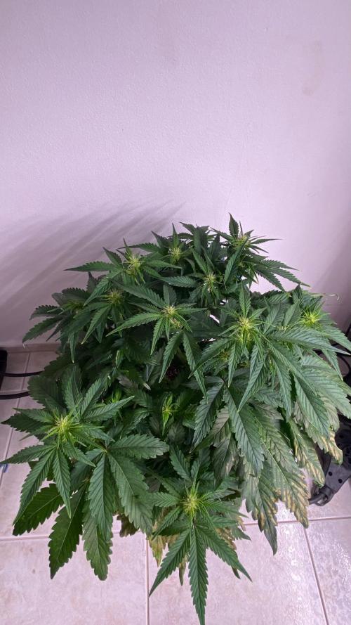 Acai mintz. Week 1