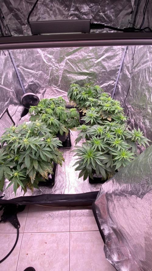 Acai mintz. Week 1