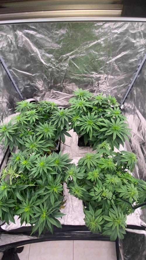 Acai mintz. Week 2