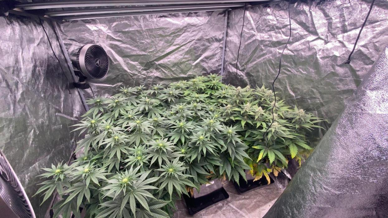 Acai mintz. Week 3