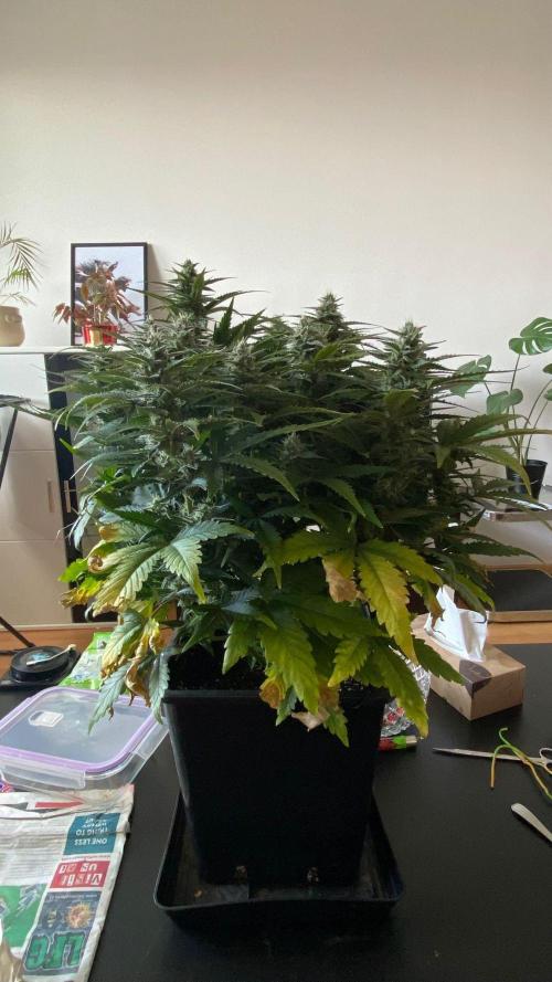 Acai mintz. Week 4